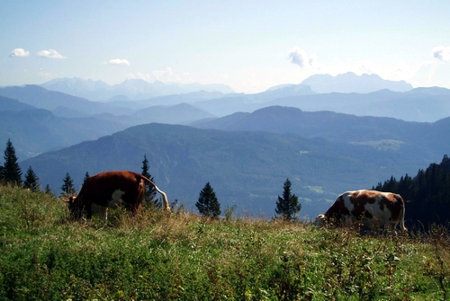 Kampenwand-Blick