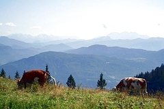 Kampenwand-Blick